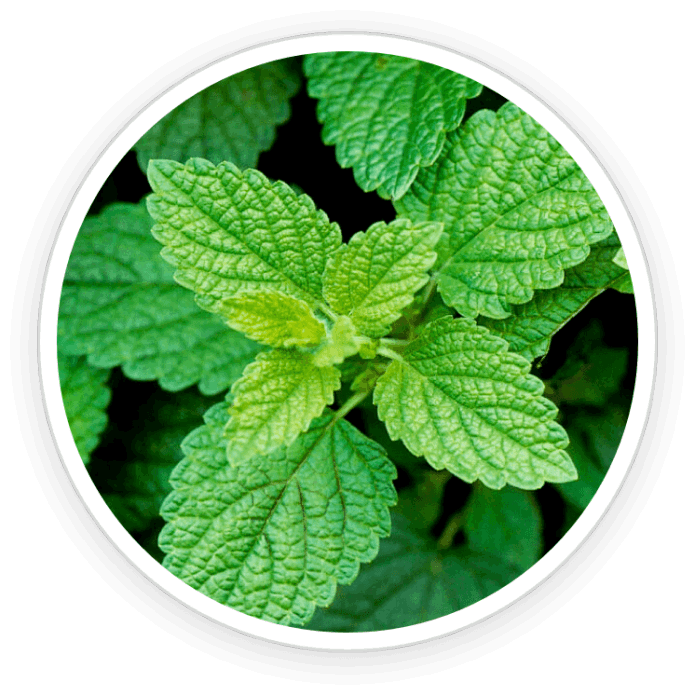 Lemon Balm