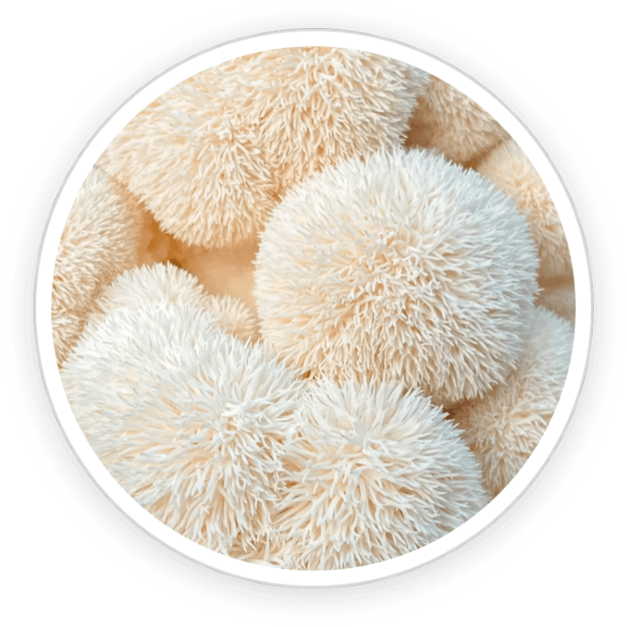 Organic Lion’s Mane Mushroom