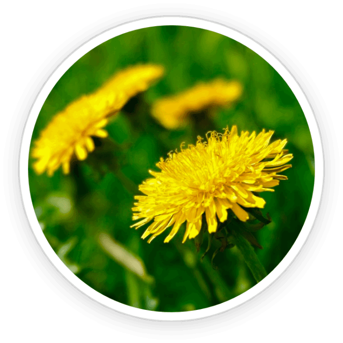 Dandelion Root